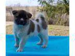 Akita Puppy for sale in Pequea, PA, USA