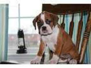 Boxer Puppy for sale in Annville, PA, USA