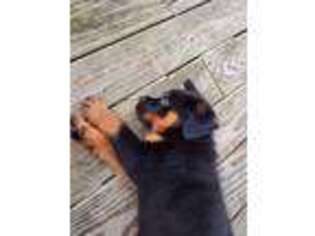 Rottweiler Puppy for sale in Christiansburg, VA, USA