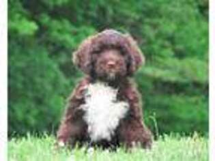 Portuguese Water Dog Puppy for sale in Russellville, KY, USA