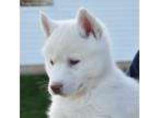 Siberian Husky Puppy for sale in Millersburg, OH, USA