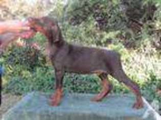 Doberman Pinscher Puppy for sale in FAIR OAKS, CA, USA