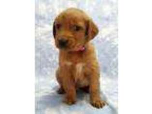 Golden Retriever Puppy for sale in Coldwater, MI, USA