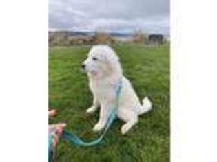 Great Pyrenees Puppy for sale in Marysville, WA, USA