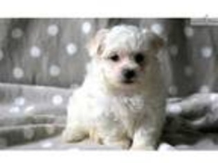 Maltese Puppy for sale in Lancaster, PA, USA