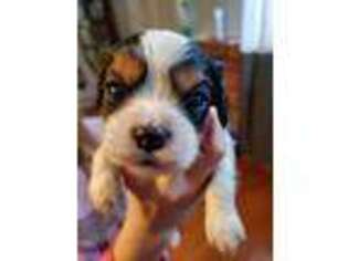 Cavalier King Charles Spaniel Puppy for sale in Roanoke Rapids, NC, USA