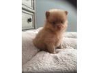 Pomeranian Puppy for sale in Strafford, MO, USA