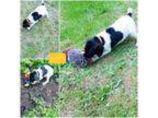 German Shorthaired Pointer Puppy for sale in Marysville, WA, USA