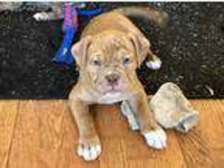 Alapaha Blue Blood Bulldog Puppy for sale in Northfield, NH, USA