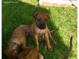 Rhodesian Ridgeback Puppy for sale in Chico, CA, USA