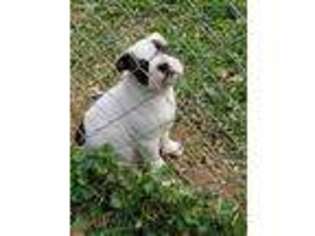 American Bulldog Puppy for sale in Demorest, GA, USA