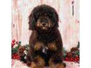 Mutt Puppy for sale in Decorah, IA, USA