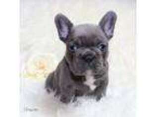 French Bulldog Puppy for sale in Summersville, WV, USA