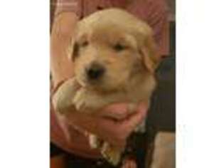 Golden Retriever Puppy for sale in Palmer, MA, USA