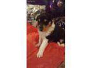Collie Puppy for sale in Tuscaloosa, AL, USA