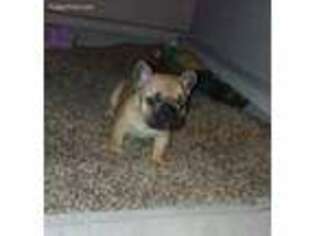French Bulldog Puppy for sale in Hartselle, AL, USA