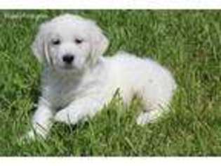 Mutt Puppy for sale in Belle Plaine, MN, USA