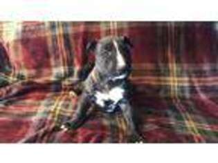 Bull Terrier Puppy for sale in Burneyville, OK, USA