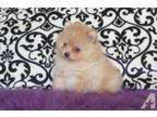 Pomeranian Puppy for sale in GRAHAM, WA, USA