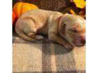 Golden Retriever Puppy for sale in Fruita, CO, USA