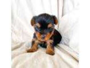 Yorkshire Terrier Puppy for sale in Shelbina, MO, USA