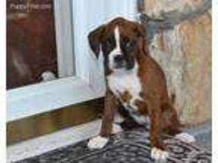Boxer Puppy for sale in Pine City, MN, USA