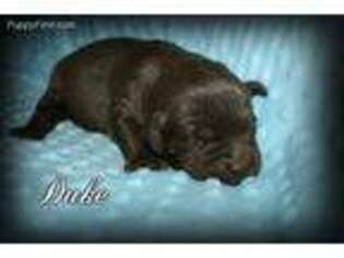 Labradoodle Puppy for sale in Danville, VA, USA
