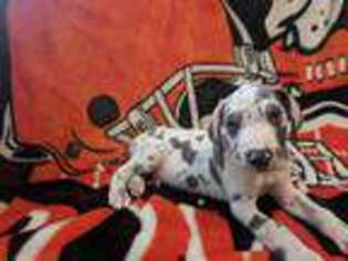 Great Dane Puppy for sale in Wooster, OH, USA