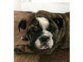Bulldog Puppy for sale in Columbus Junction, IA, USA