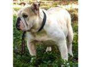 Bulldog Puppy for sale in Conyers, GA, USA