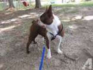 Boston Terrier Puppy for sale in BRANDON, MS, USA