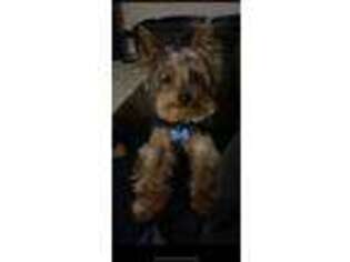 Yorkshire Terrier Puppy for sale in Montgomery, IL, USA