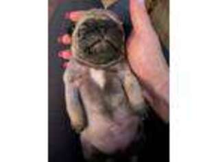 Pug Puppy for sale in Peabody, MA, USA