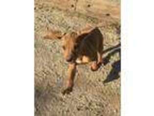 Rhodesian Ridgeback Puppy for sale in Morongo Valley, CA, USA
