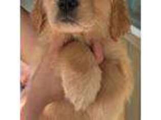 Golden Retriever Puppy for sale in Mountain View, HI, USA