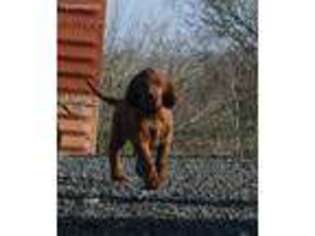 Irish Setter Puppy for sale in Tyler, TX, USA
