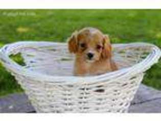 Cavapoo Puppy for sale in Amboy, IN, USA