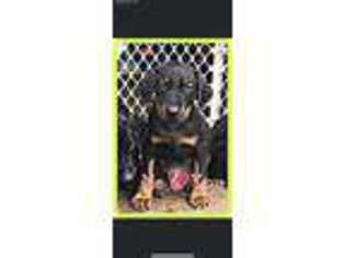 Doberman Pinscher Puppy for sale in Bean Station, TN, USA