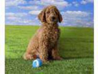 Goldendoodle Puppy for sale in Marlton, NJ, USA