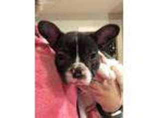 French Bulldog Puppy for sale in Crothersville, IN, USA