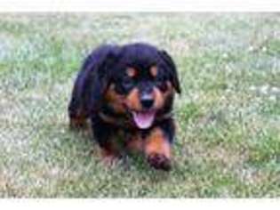 Rottweiler Puppy for sale in Exeter, MO, USA
