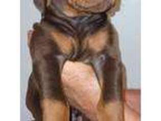 Doberman Pinscher Puppy for sale in Saginaw, MI, USA