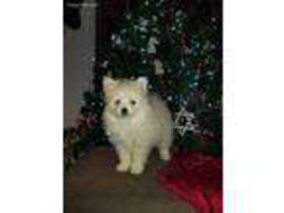 Pomeranian Puppy for sale in Arvada, CO, USA