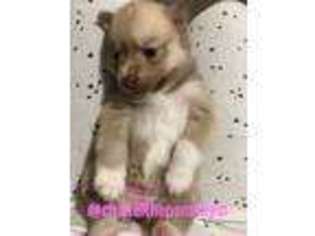 Mutt Puppy for sale in Lodi, NJ, USA