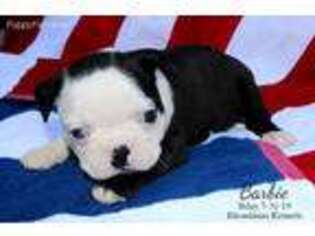Boston Terrier Puppy for sale in Gulfport, MS, USA