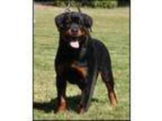 Rottweiler Puppy for sale in Olympia, WA, USA