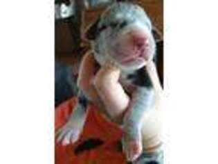 Great Dane Puppy for sale in Easley, SC, USA
