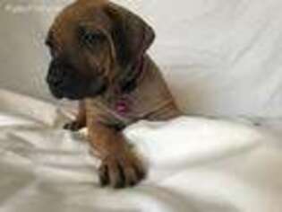 Rhodesian Ridgeback Puppy for sale in Tempe, AZ, USA