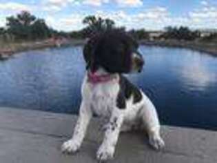 German Shorthaired Pointer Puppy for sale in Snowflake, AZ, USA