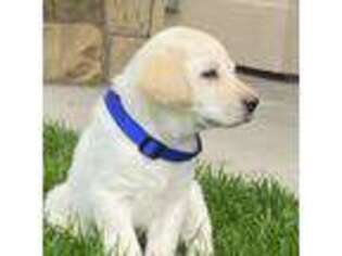 Labrador Retriever Puppy for sale in Sterling, CO, USA